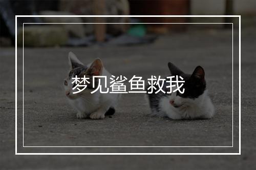 梦见鲨鱼救我