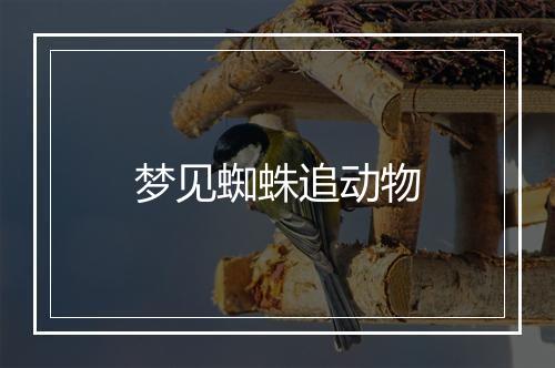 梦见蜘蛛追动物