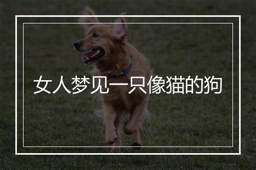 女人梦见一只像猫的狗