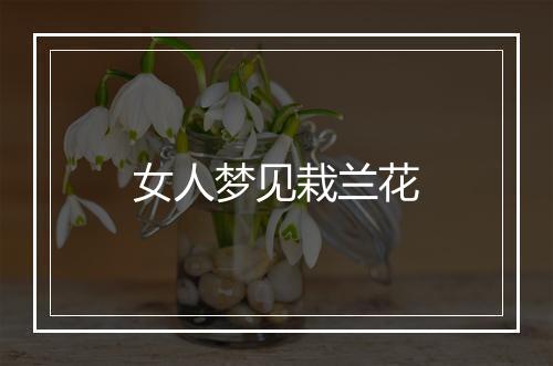 女人梦见栽兰花