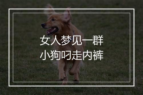 女人梦见一群小狗叼走内裤