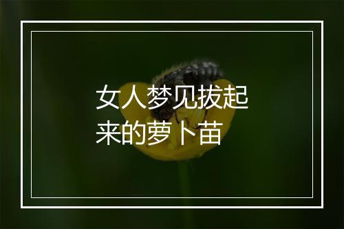 女人梦见拔起来的萝卜苗