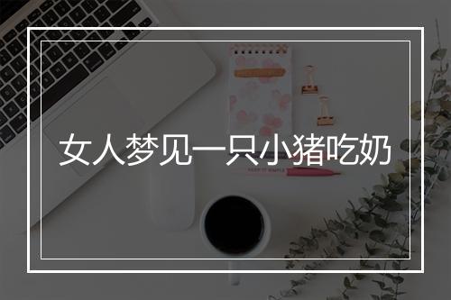 女人梦见一只小猪吃奶