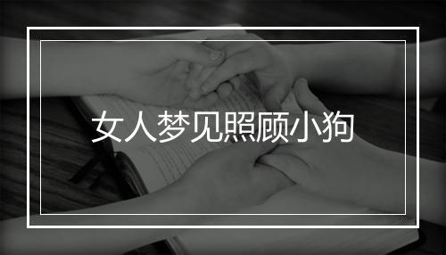 女人梦见照顾小狗