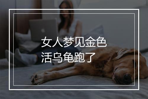 女人梦见金色活乌龟跑了