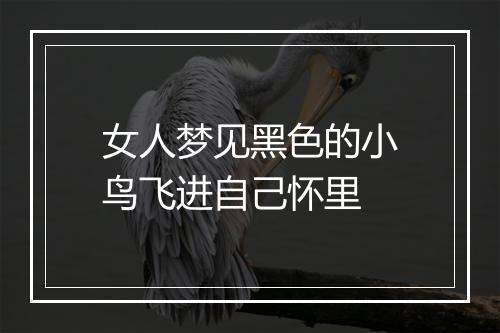 女人梦见黑色的小鸟飞进自己怀里