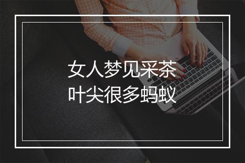 女人梦见采茶叶尖很多蚂蚁