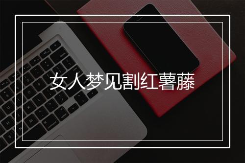 女人梦见割红薯藤