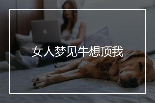 女人梦见牛想顶我