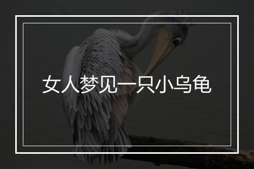 女人梦见一只小乌龟