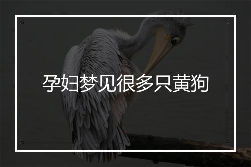 孕妇梦见很多只黄狗