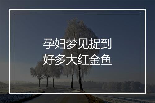 孕妇梦见捉到好多大红金鱼