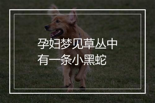 孕妇梦见草丛中有一条小黑蛇