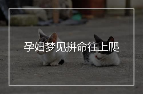 孕妇梦见拼命往上爬