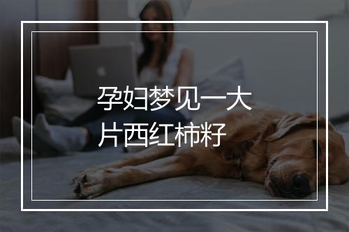 孕妇梦见一大片西红柿籽