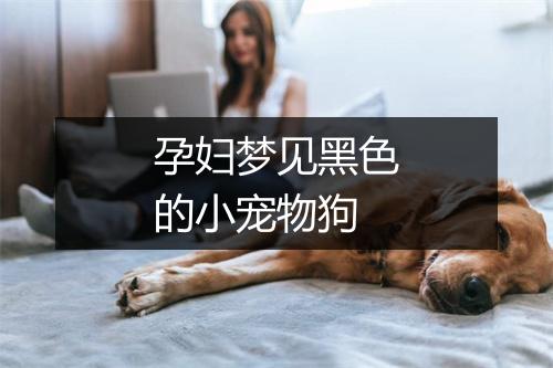 孕妇梦见黑色的小宠物狗