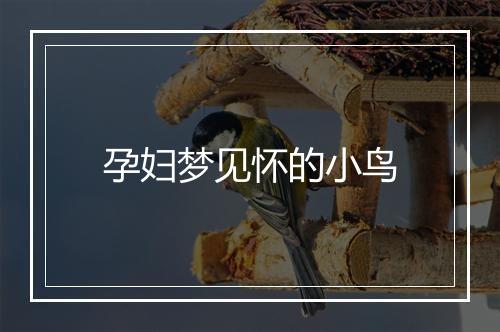 孕妇梦见怀的小鸟