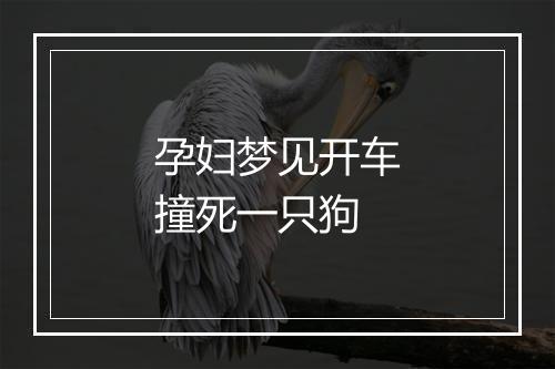 孕妇梦见开车撞死一只狗