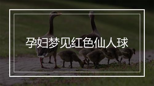 孕妇梦见红色仙人球