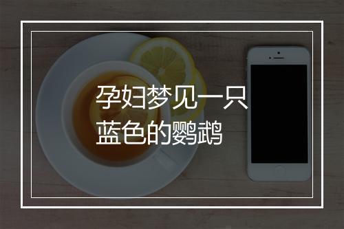 孕妇梦见一只蓝色的鹦鹉