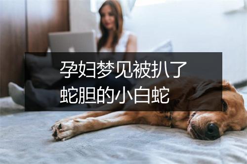 孕妇梦见被扒了蛇胆的小白蛇