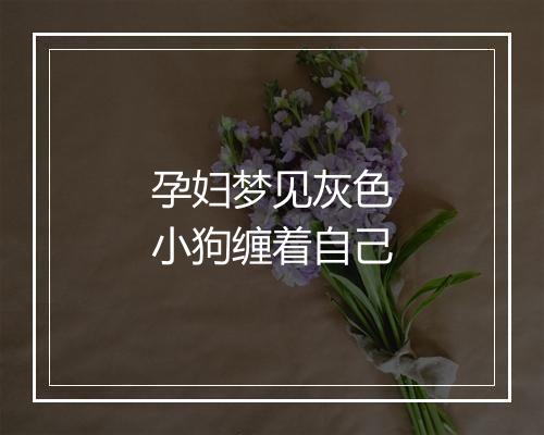 孕妇梦见灰色小狗缠着自己