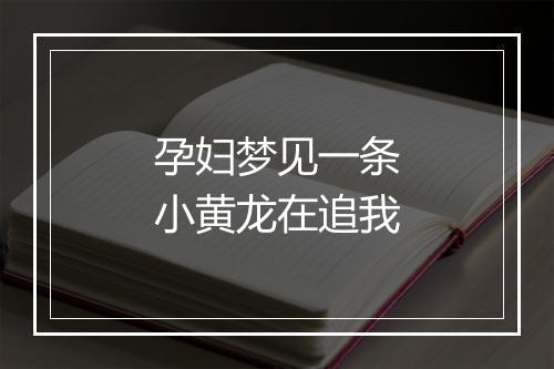 孕妇梦见一条小黄龙在追我