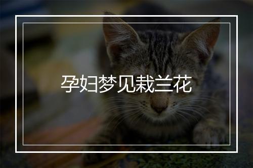 孕妇梦见栽兰花