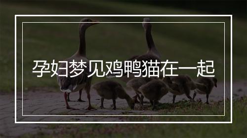 孕妇梦见鸡鸭猫在一起