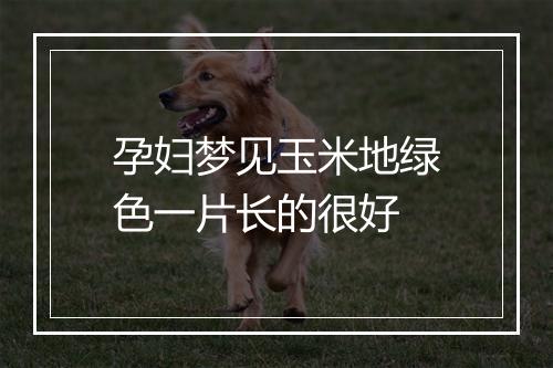 孕妇梦见玉米地绿色一片长的很好