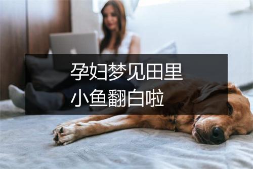 孕妇梦见田里小鱼翻白啦