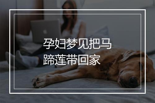 孕妇梦见把马蹄莲带回家