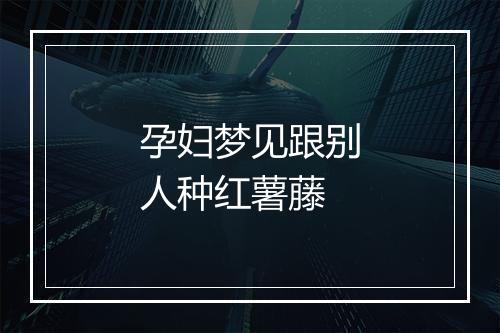 孕妇梦见跟别人种红薯藤