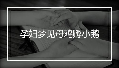 孕妇梦见母鸡孵小鹅