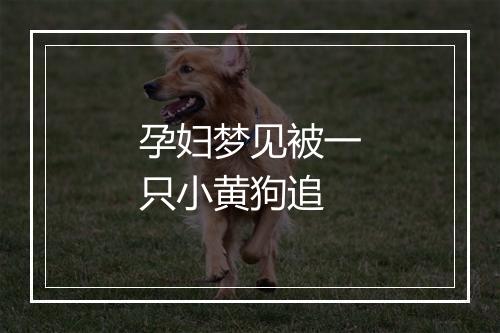 孕妇梦见被一只小黄狗追