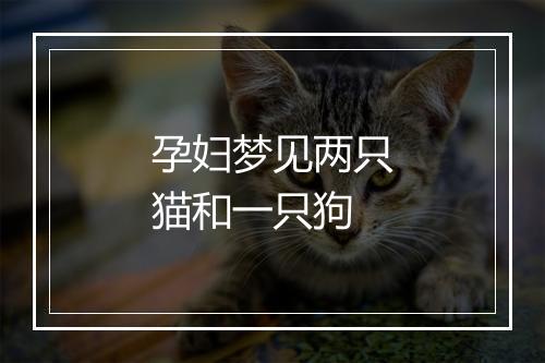 孕妇梦见两只猫和一只狗