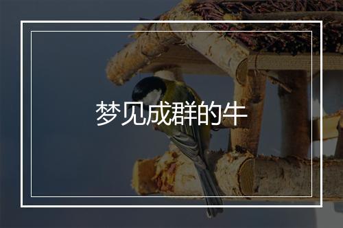 梦见成群的牛