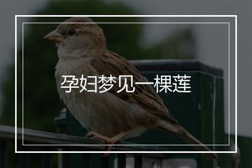 孕妇梦见一棵莲