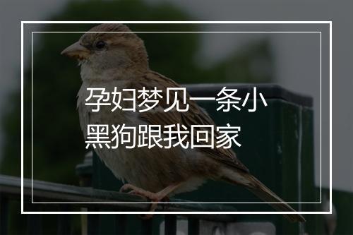 孕妇梦见一条小黑狗跟我回家