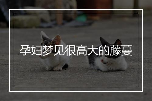 孕妇梦见很高大的藤蔓