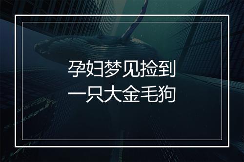 孕妇梦见捡到一只大金毛狗