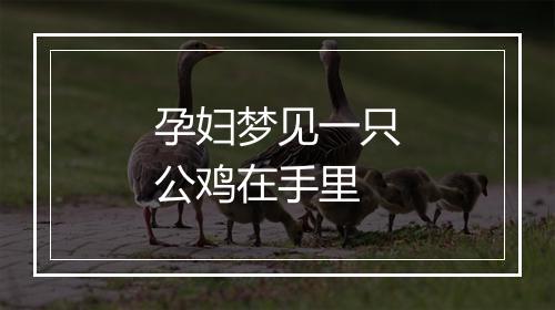 孕妇梦见一只公鸡在手里