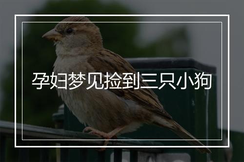 孕妇梦见捡到三只小狗