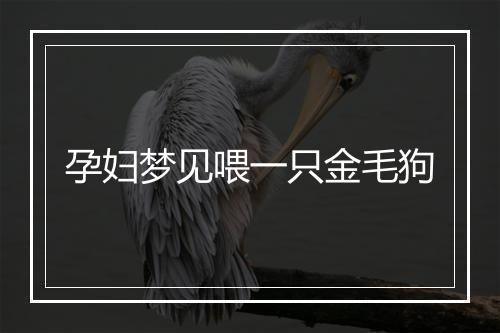 孕妇梦见喂一只金毛狗