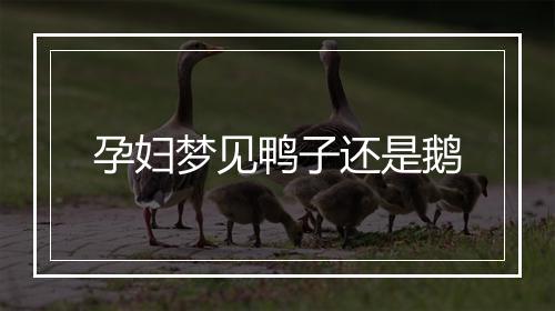 孕妇梦见鸭子还是鹅