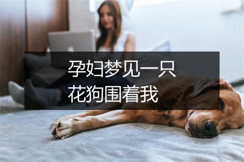 孕妇梦见一只花狗围着我