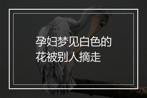 孕妇梦见白色的花被别人摘走