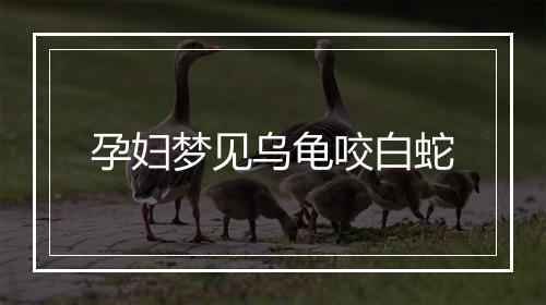 孕妇梦见乌龟咬白蛇