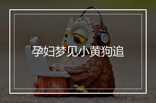 孕妇梦见小黄狗追