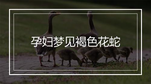 孕妇梦见褐色花蛇